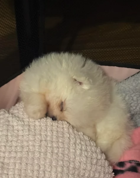  REGALO VOLPINO POMERANIA MINI TOY in adozione | Foto 2