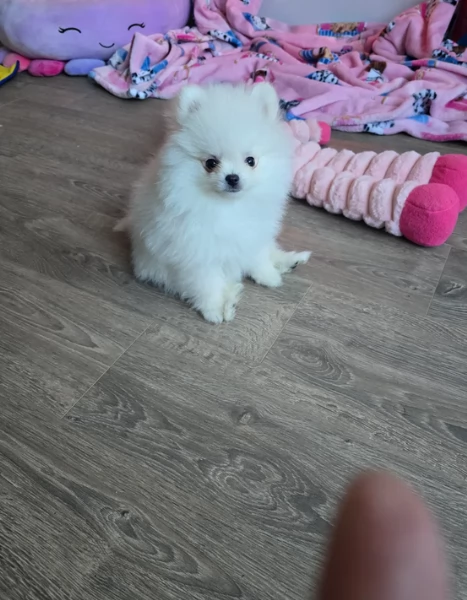  REGALO VOLPINO POMERANIA MINI TOY in adozione