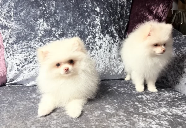  REGALO VOLPINO POMERANIA MINI TOY in adozione | Foto 6