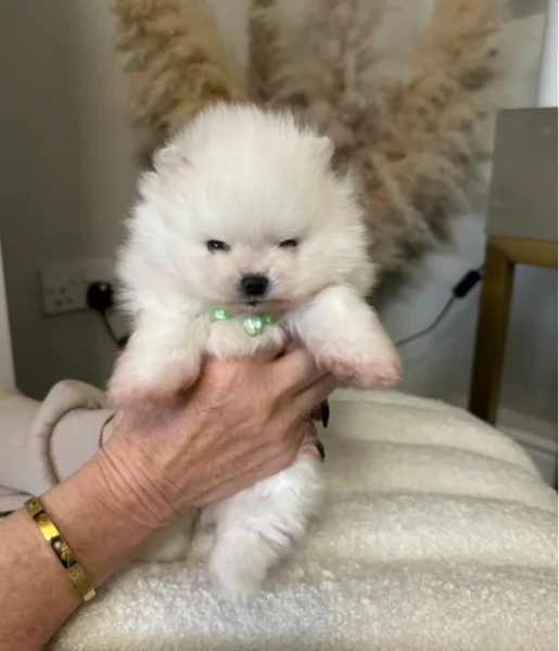  REGALO VOLPINO POMERANIA MINI TOY in adozione | Foto 3