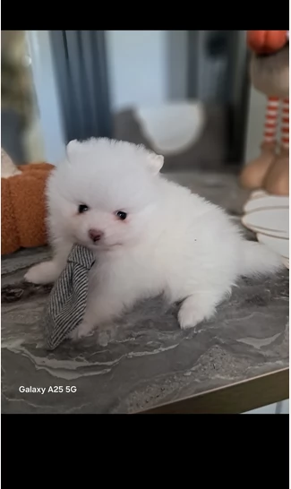  REGALO VOLPINO POMERANIA MINI TOY in adozione | Foto 4