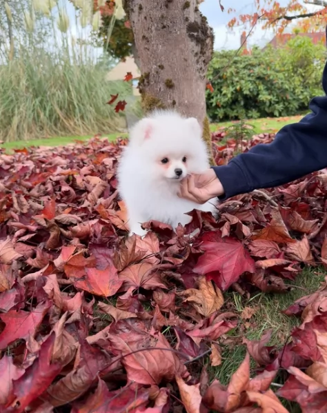  REGALO VOLPINO POMERANIA MINI TOY in adozione