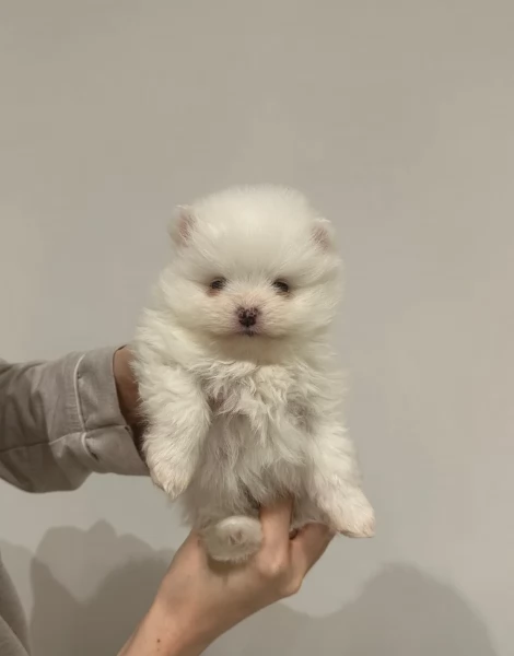  REGALO VOLPINO POMERANIA MINI TOY in adozione | Foto 0