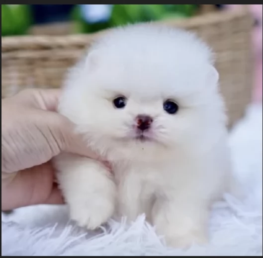  REGALO VOLPINO POMERANIA MINI TOY in adozione | Foto 2