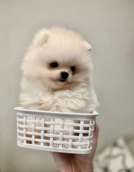  REGALO VOLPINO POMERANIA MINI TOY in adozione | Foto 0