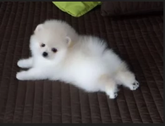  REGALO VOLPINO POMERANIA MINI TOY in adozione