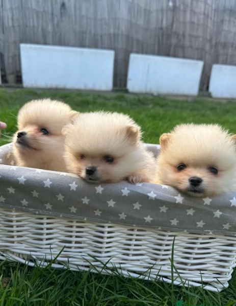  REGALO VOLPINO POMERANIA MINI TOY in adozione | Foto 3