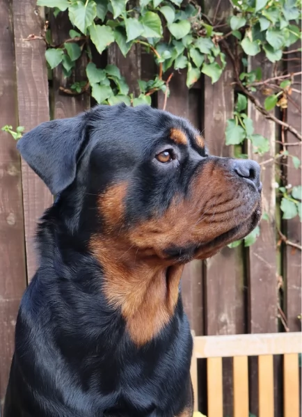 meravigliosi Rottweiler per adozione | Foto 4