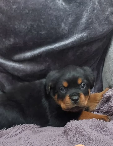 meravigliosi Rottweiler per adozione | Foto 3