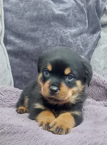 meravigliosi Rottweiler per adozione | Foto 0