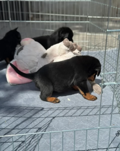meravigliosi Rottweiler per adozione