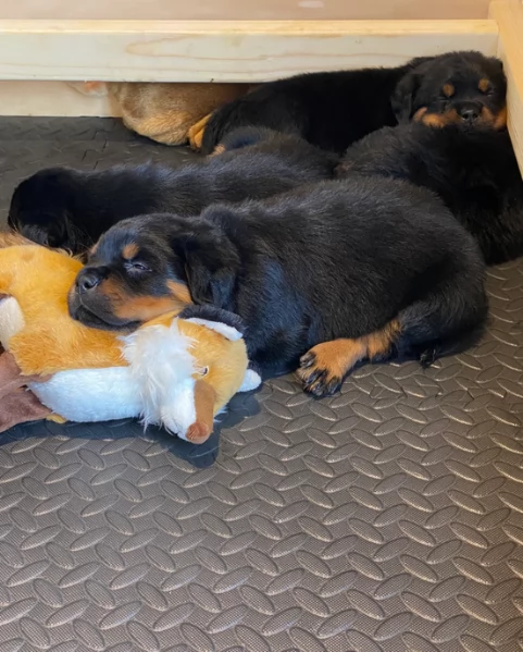 meravigliosi Rottweiler per adozione | Foto 2