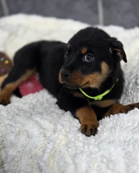 meravigliosi Rottweiler per adozione | Foto 0