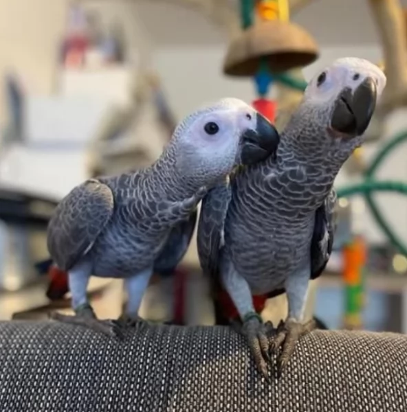 Pappagalli cenerini africani super addomesticati e molto coccolosi 
