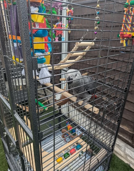 Pappagalli cenerini africani super addomesticati e molto coccolosi  | Foto 3