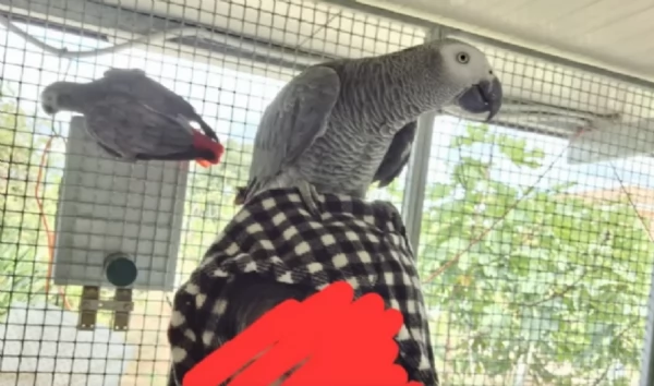 Pappagalli cenerini africani super addomesticati e molto coccolosi  | Foto 1