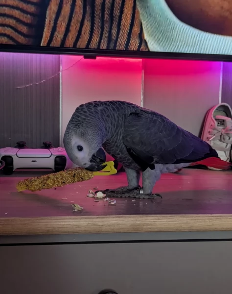 Pappagalli cenerini africani super addomesticati e molto coccolosi  | Foto 0