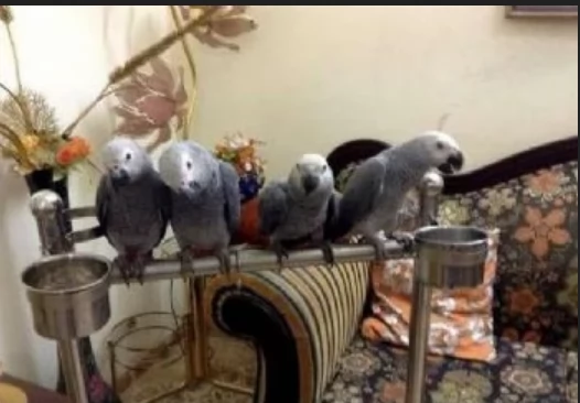 Pappagalli cenerini africani super addomesticati e molto coccolosi  | Foto 0