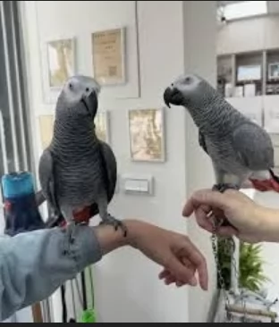 Pappagalli cenerini africani super addomesticati e molto coccolosi  | Foto 0