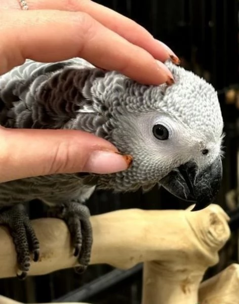 Pappagalli cenerini africani super addomesticati e molto coccolosi 