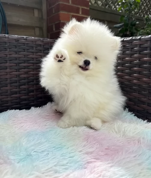bellissimi cuccioli meravigliosi pomerania toy per adozione | Foto 1
