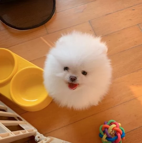 bellissimi cuccioli meravigliosi pomerania toy per adozione