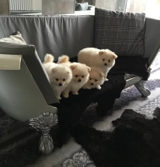 bellissimi cuccioli meravigliosi pomerania toy per adozione | Foto 5