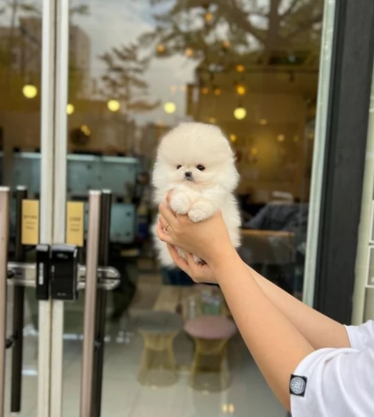 bellissimi cuccioli meravigliosi pomerania toy per adozione | Foto 2