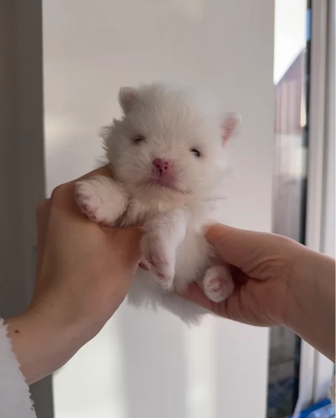 bellissimi cuccioli meravigliosi pomerania toy per adozione | Foto 5