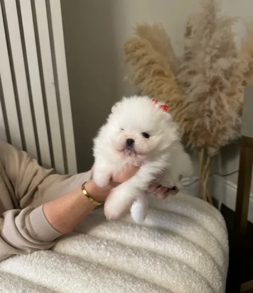 bellissimi cuccioli meravigliosi pomerania toy per adozione | Foto 2