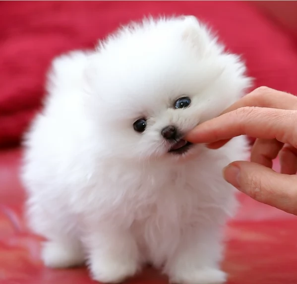 bellissimi cuccioli meravigliosi pomerania toy per adozione | Foto 3