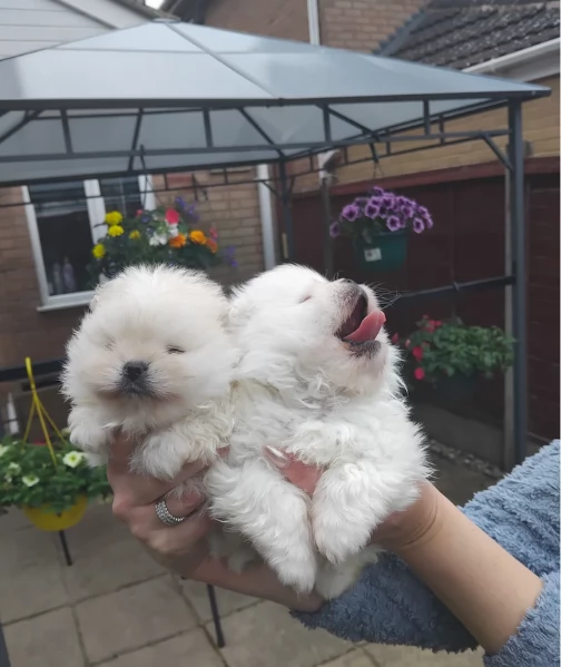 bellissimi cuccioli meravigliosi pomerania toy per adozione | Foto 1