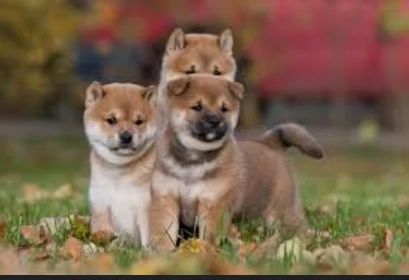 cuccioli di shiba Inu per adozione