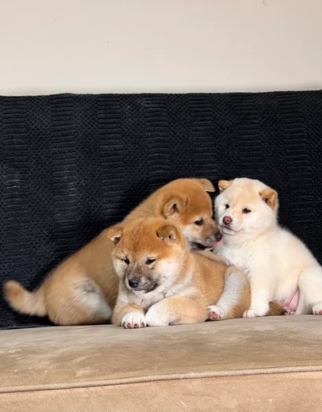cuccioli di shiba Inu per adozione
