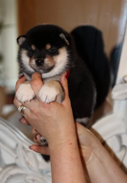cuccioli di shiba Inu per adozione