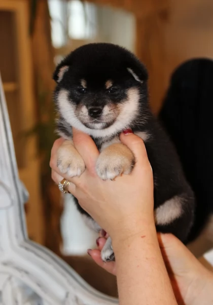 cuccioli di shiba Inu per adozione