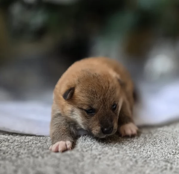 cuccioli di shiba Inu per adozione | Foto 0