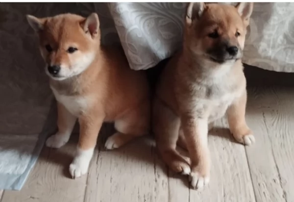 cuccioli di shiba Inu per adozione