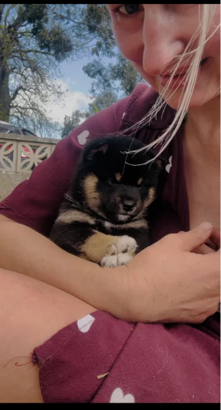 cuccioli di shiba Inu per adozione | Foto 4