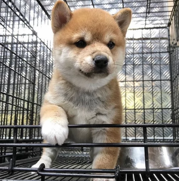 cuccioli di shiba Inu per adozione | Foto 6