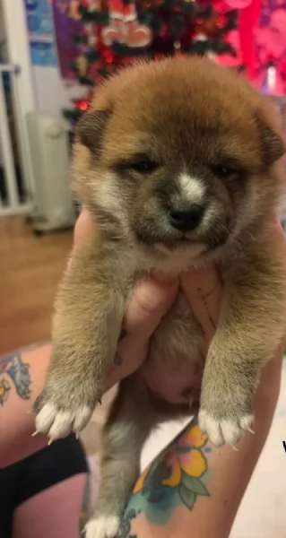 cuccioli di shiba Inu per adozione | Foto 5