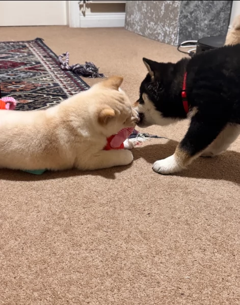 cuccioli di shiba Inu per adozione | Foto 0