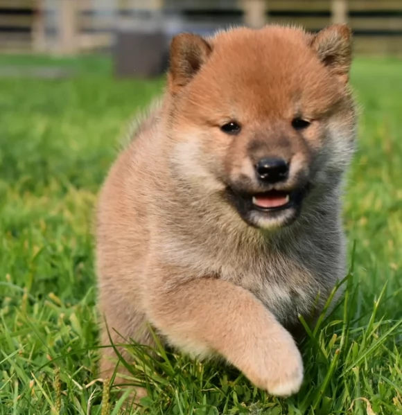 cuccioli di shiba Inu per adozione