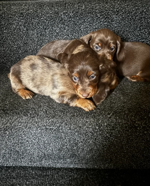 bassotto per adozione | Foto 2