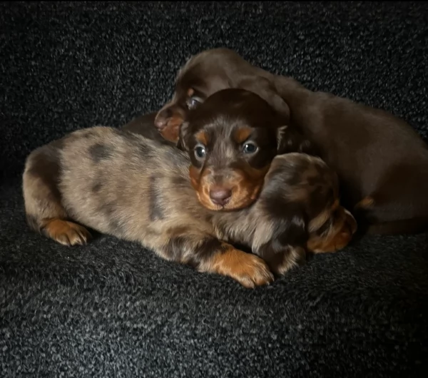 bassotto per adozione | Foto 1