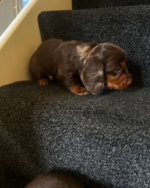 bassotto per adozione