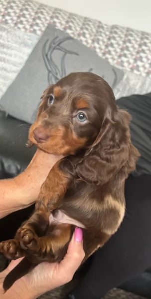 bassotto per adozione | Foto 2