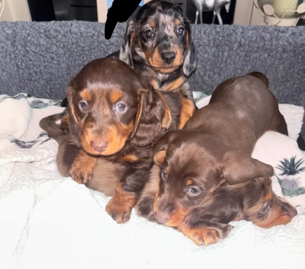 bassotto per adozione