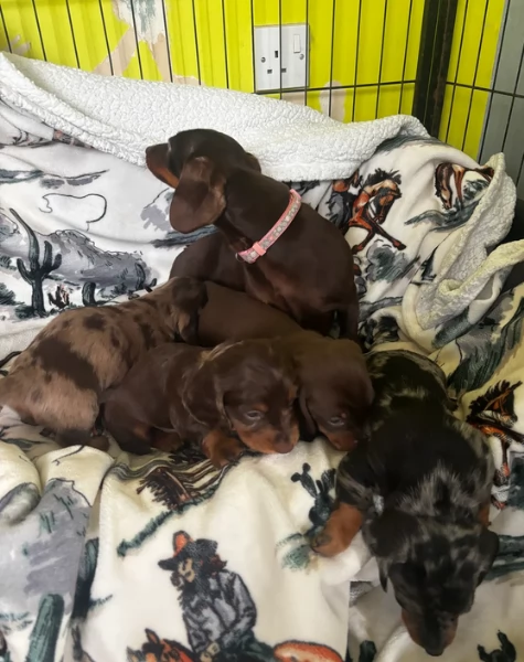 bassotto per adozione | Foto 0