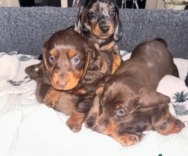 bassotto per adozione | Foto 1